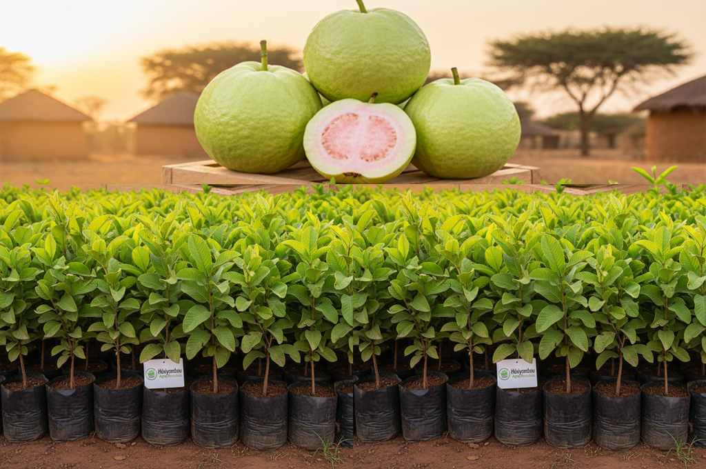 GOYAVIERS THAÏLANDAIS : Plants Premium pour des Récoltes Exceptionnelles